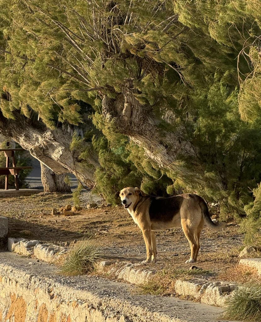 Nicht-Dualität lässt sich jederzeit im Alltag verstehen lernen. Im Bild ist ein Hund, welcher natürlich eins ist mit seiner Umgebung.